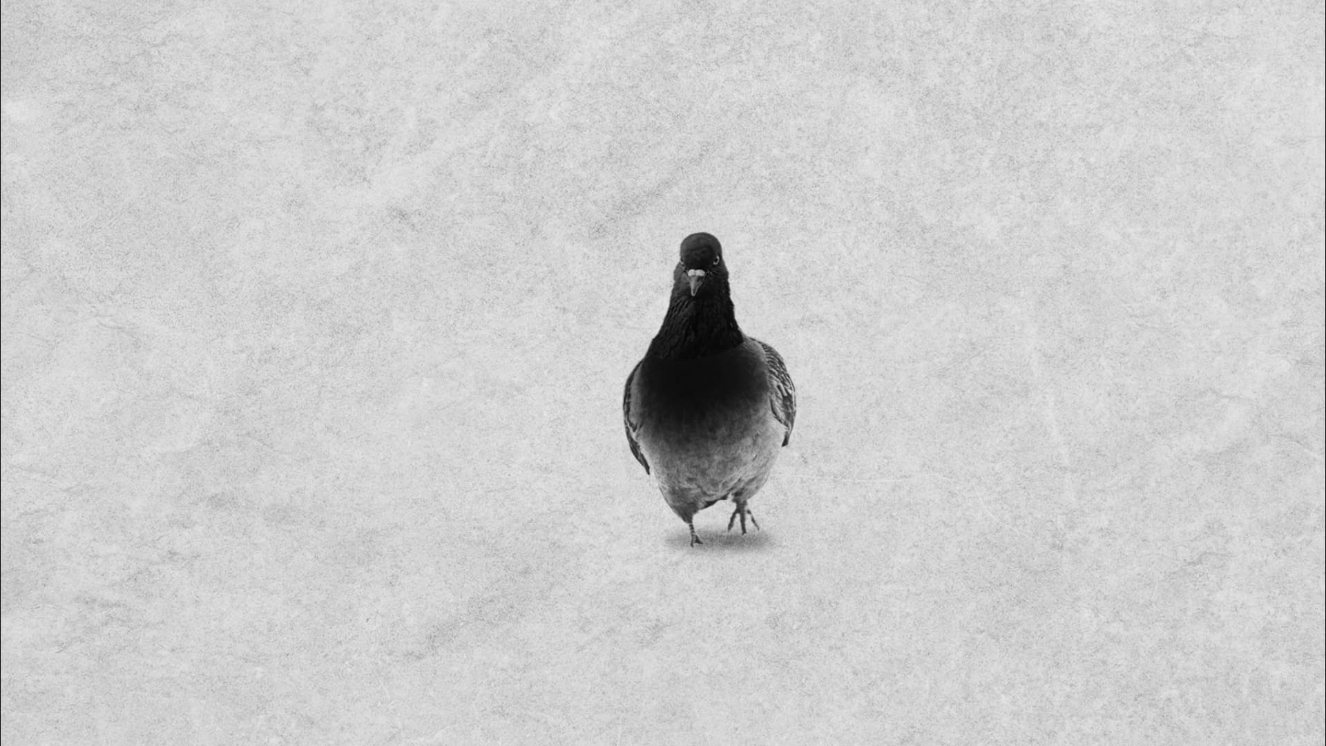 LePigeon_Thumbnail